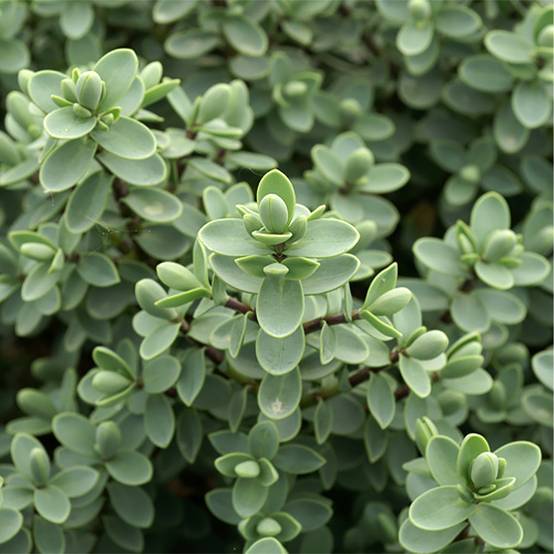 Promesse de Fleurs - Hebe carnosula - Véronique arbustive Godet de 8/9 cm