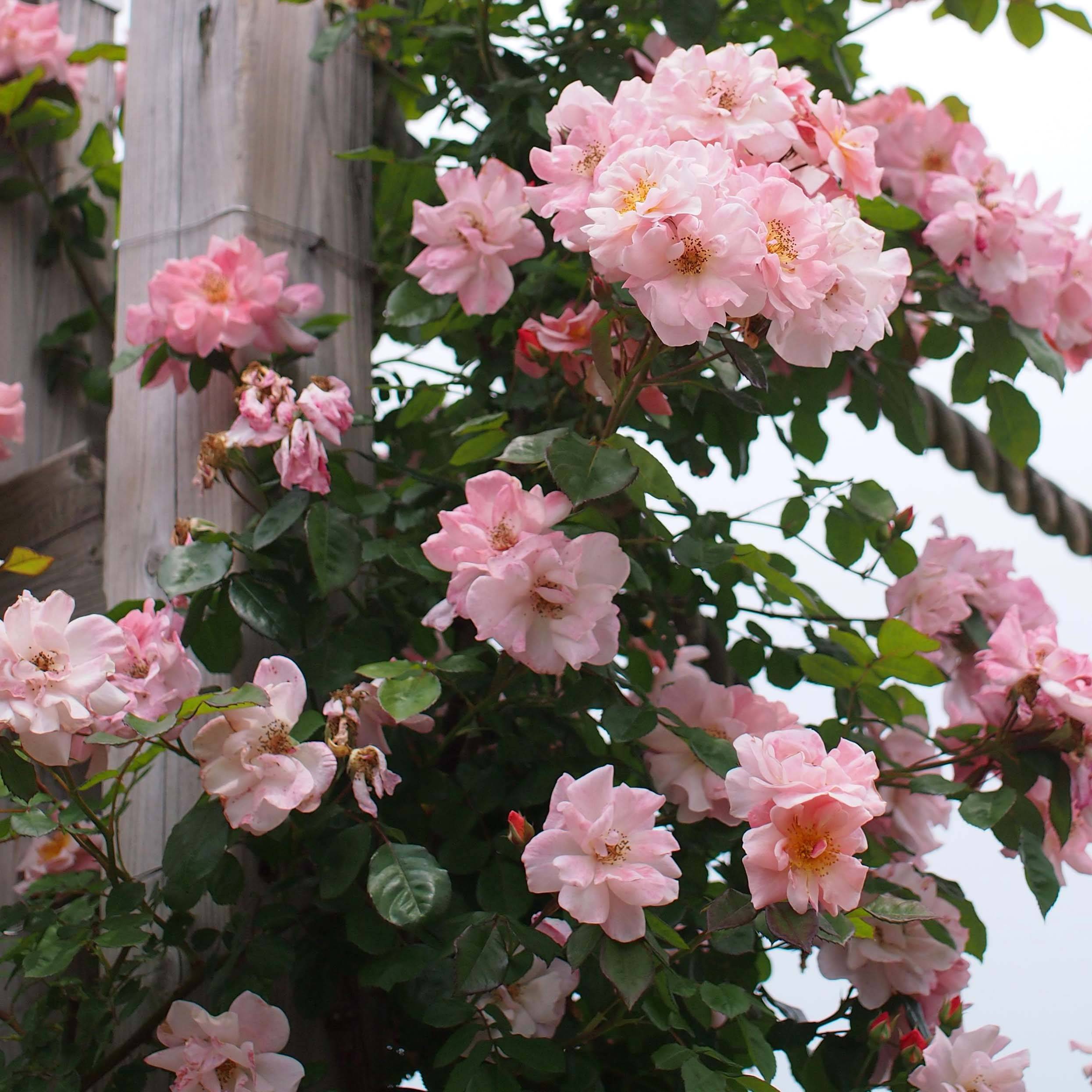 Promesse de Fleurs - Rosier grimpant Clair Matin Pot de 4L/5L