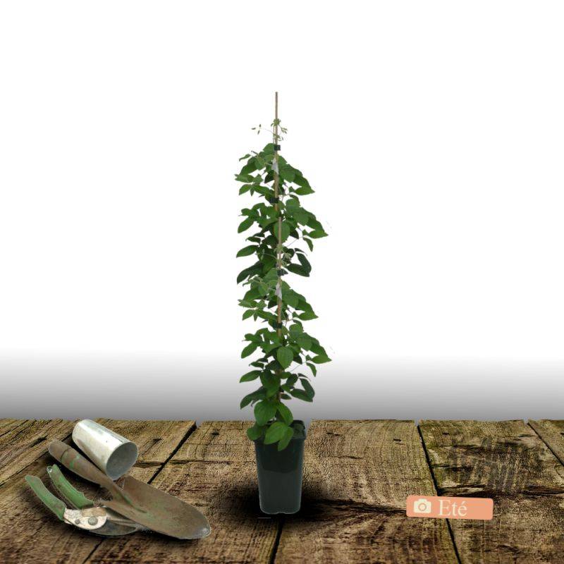 Clématite viticella Maria Cornelia® 'Zomacor' à fleurs Blanche - feuillage Caduc - Pot de 2L - Tuteur bambou 60/90 cm-  hauteur à maturité De 3,00 m à - Image 3