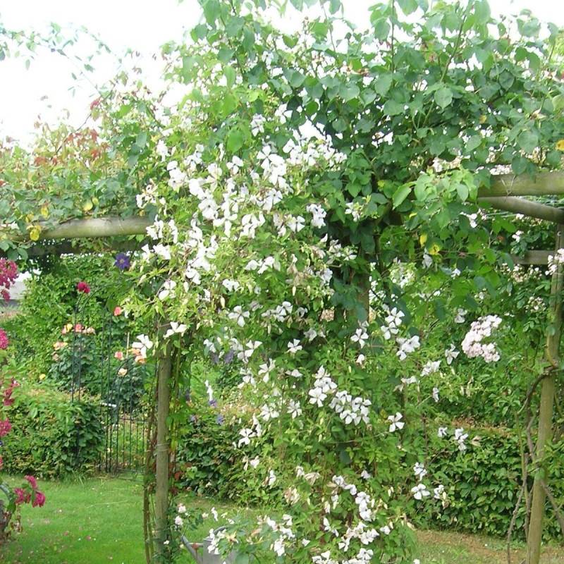 Clématite viticella Maria Cornelia® 'Zomacor' à fleurs Blanche - feuillage Caduc - Pot de 2L - Tuteur bambou 60/90 cm-  hauteur à maturité De 3,00 m à - Image 1