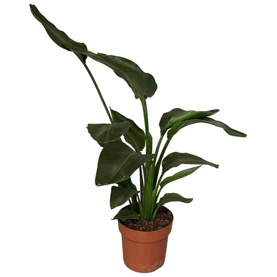 Strelitzia Nicolai 2pp - D17 H65cm