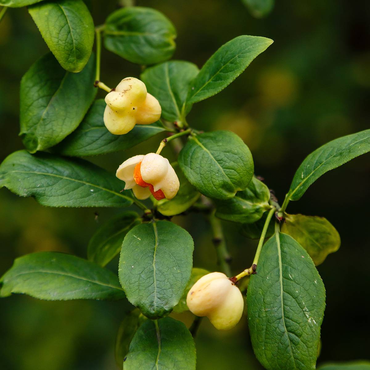 Promesse de Fleurs - Euonymus europaeus Albus - Fusain d'Europe Pot de 7,5L/10L
