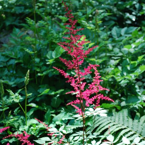 Astilbe japonica Vesuvius Godet de 8/9 cm