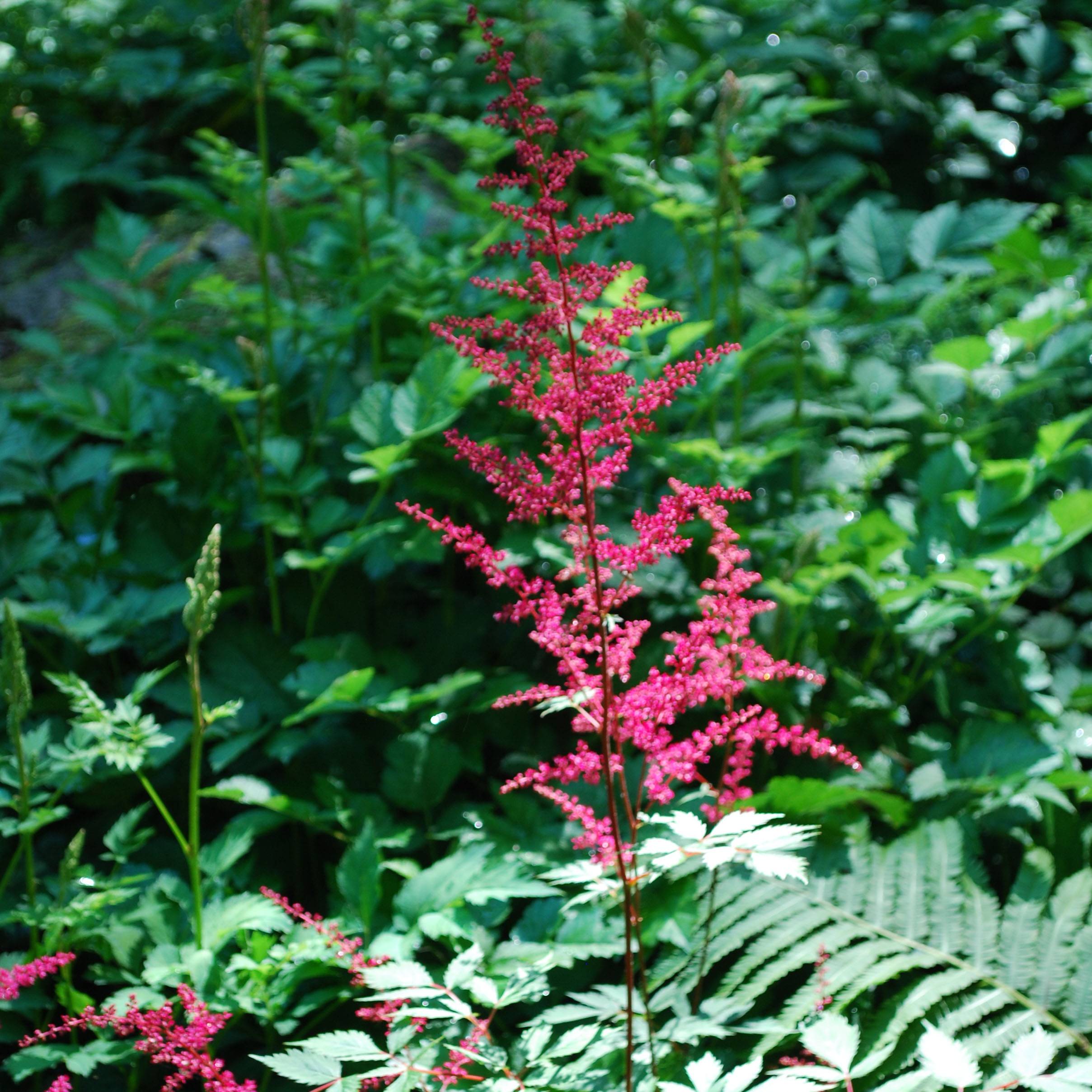 Astilbe japonica Vesuvius Godet de 8/9 cm