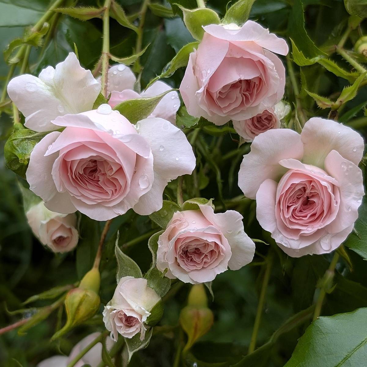 Promesse de Fleurs - Rosier couvre-sol Larissa Racines nues en motte