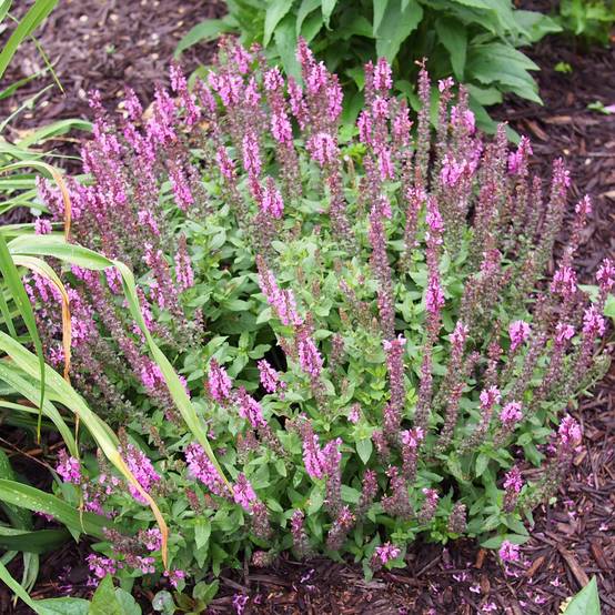 Salvia nemorosa Sensation Rose - Sauge des bois rose clair Godet de 8/9 cm