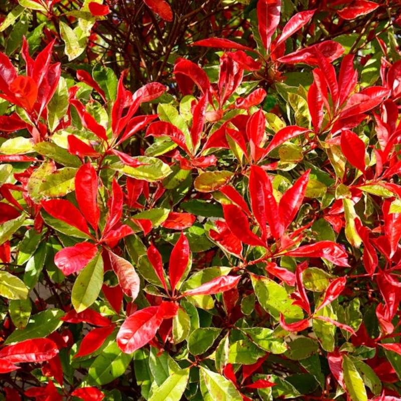 Photinia Red Robin à fleurs Blanche - feuillage Persistant - Godet - 5/20 cm-  hauteur à maturité De 2,50 m à 3,00 m - Image 6