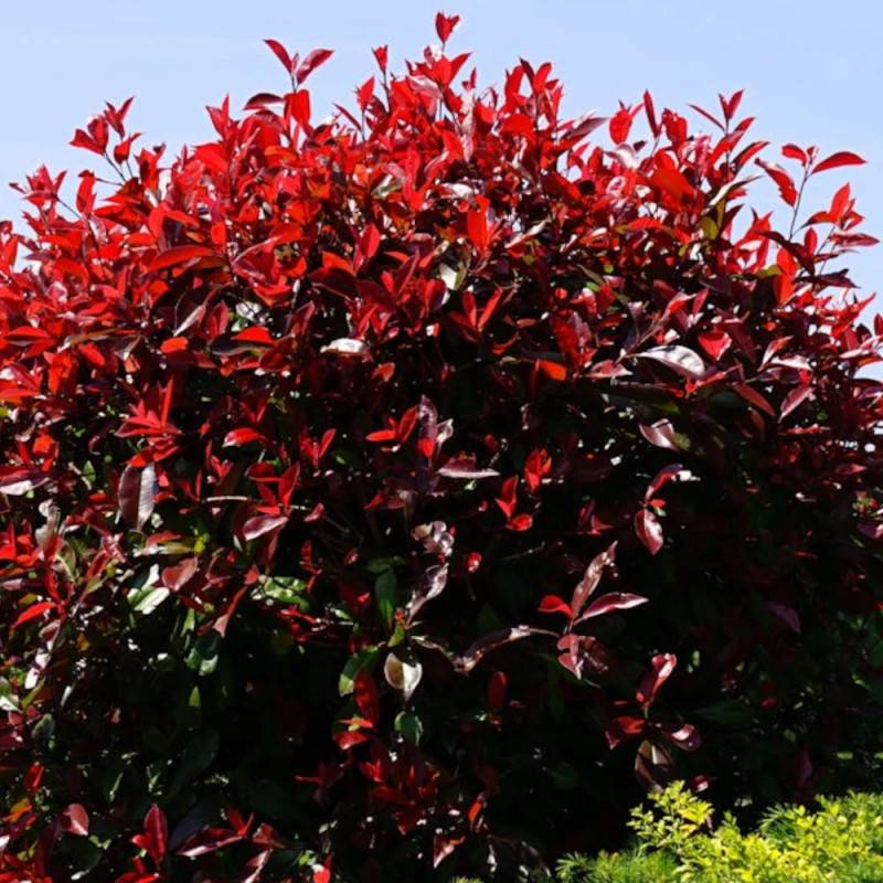 Photinia Red Robin à fleurs Blanche - feuillage Persistant - Godet - 5/20 cm-  hauteur à maturité De 2,50 m à 3,00 m - Image 1