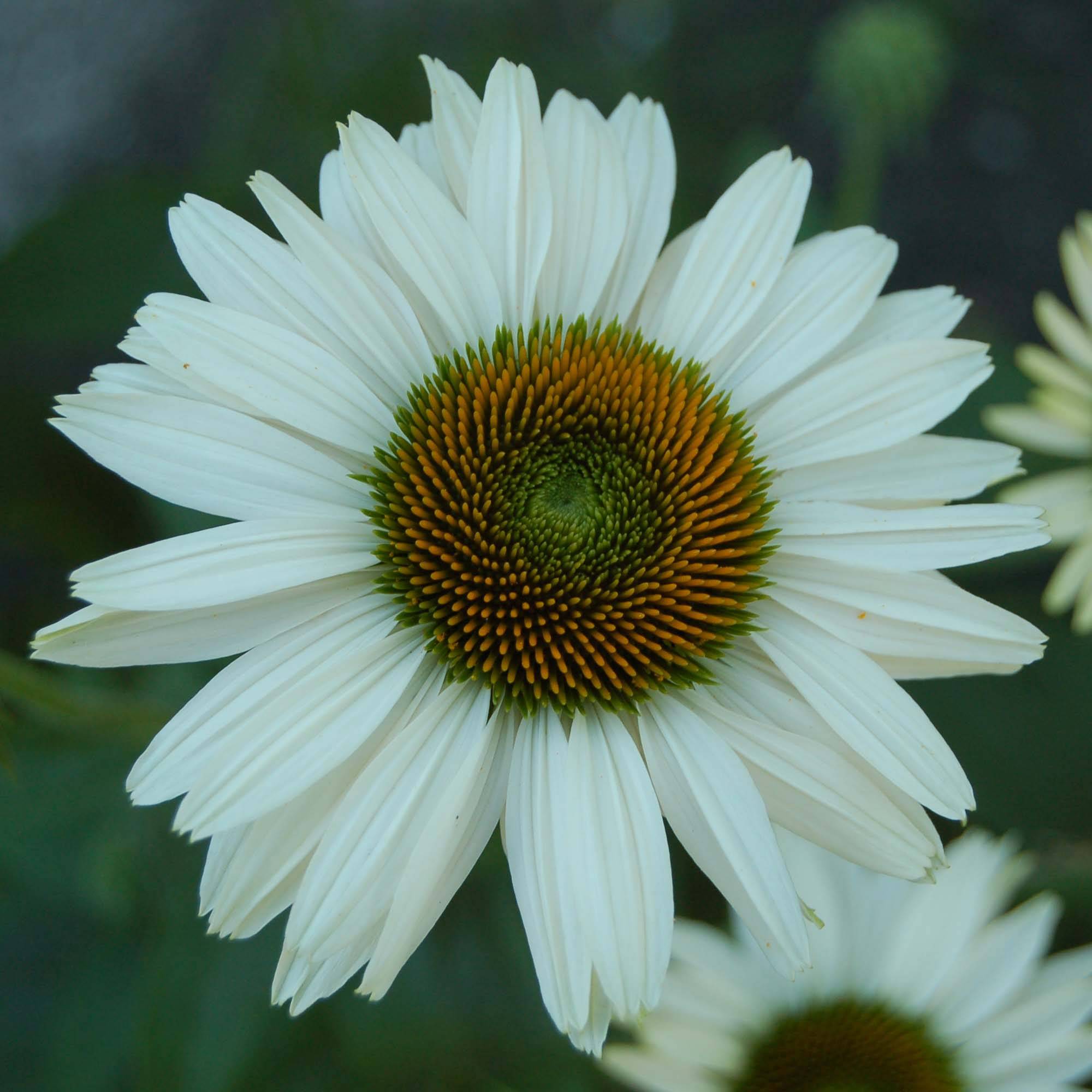 Promesse de Fleurs - Echinacea Fragrant Angel - Echinacée Godet de 8/9 cm