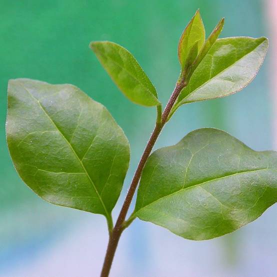 Gardenersdream - Arbre Bonsai Ligistrum Plante D’Intérieur En Pot De 15Cm - GardenersDream - Image 2
