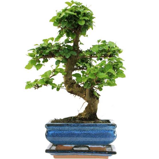 Gardenersdream - Arbre Bonsai Ligistrum Plante D’Intérieur En Pot De 15Cm - GardenersDream - Image 1