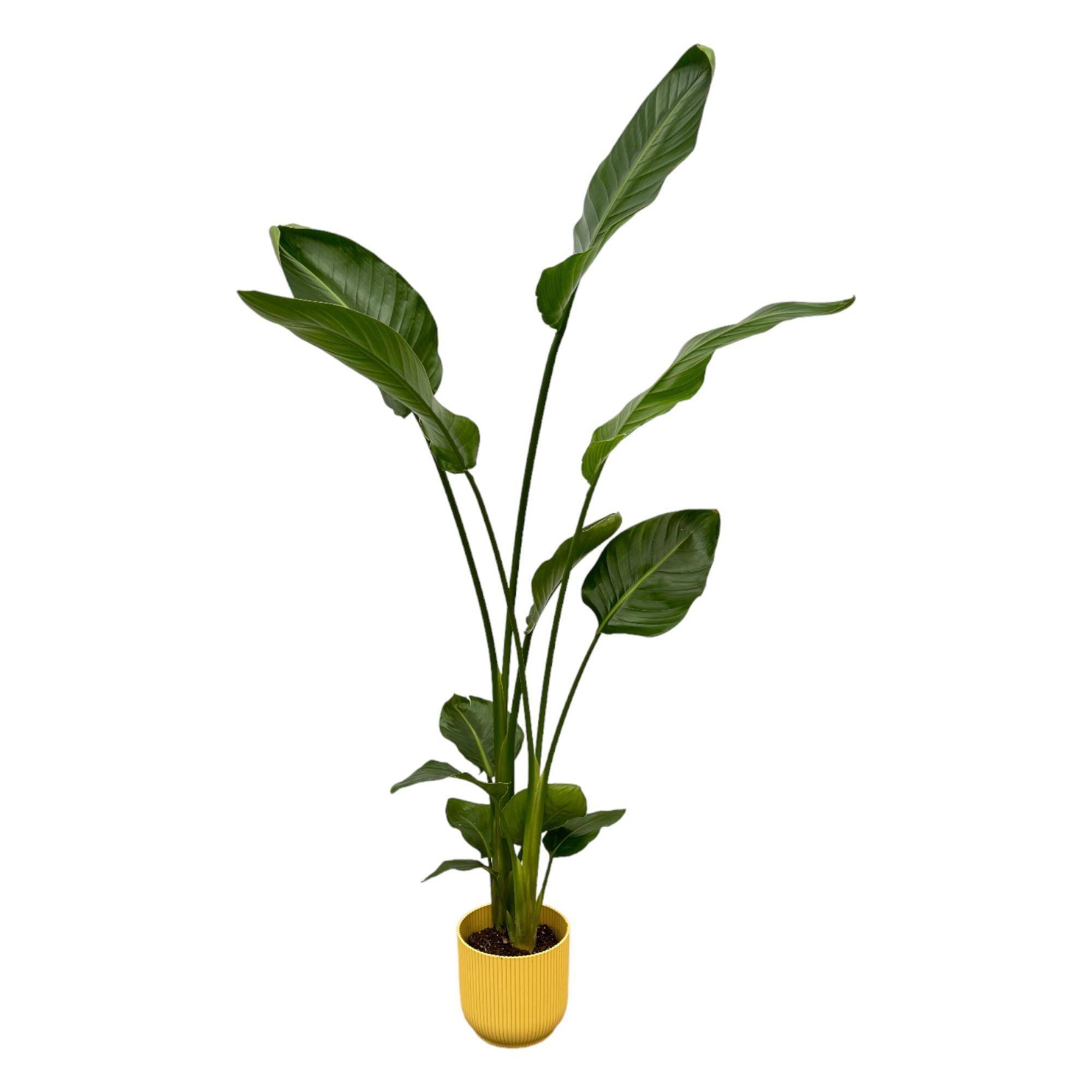 Strelitzia Nicolai 100cm et son pot- La Green Touch Jaune 18cm - Hauteur 100cm