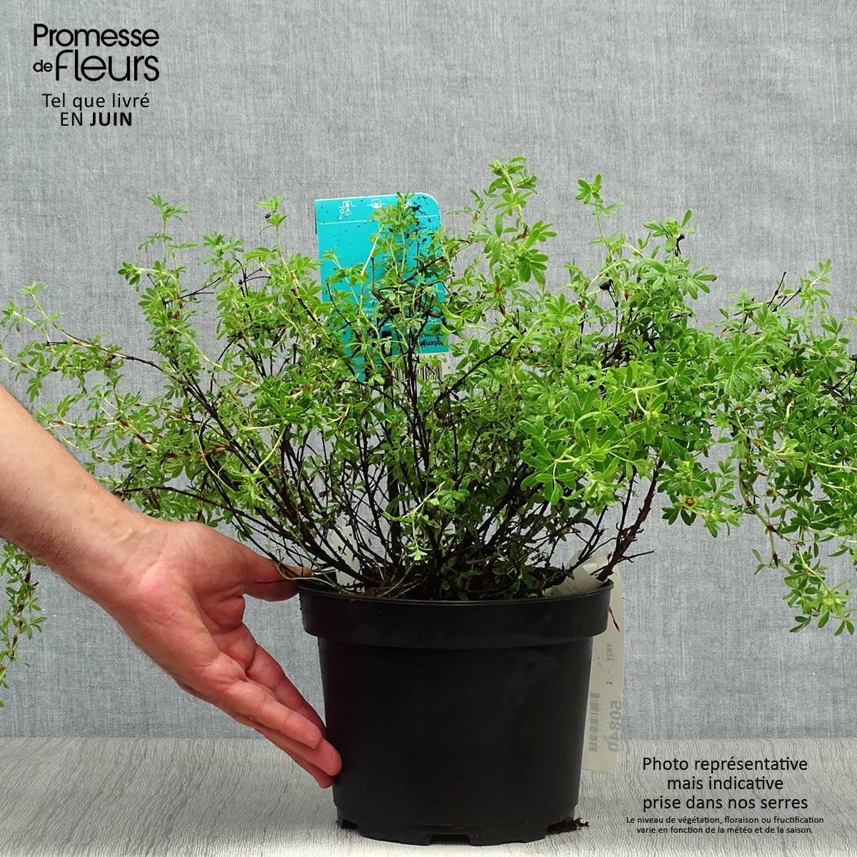 Potentilla fruticosa Goldfinger - Potentille arbustive  Pot de 3L/4L - Image 2