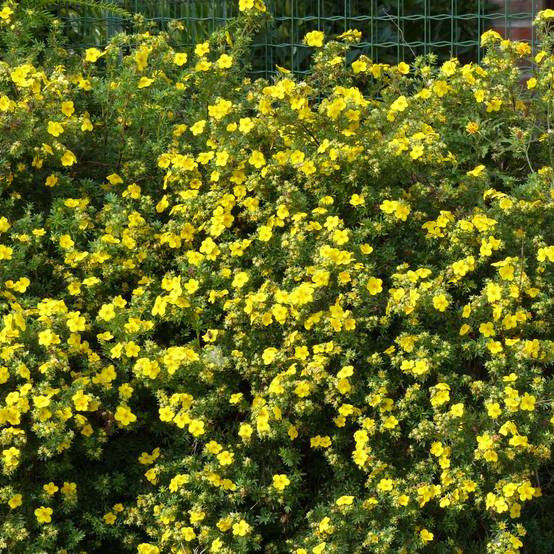 Potentilla fruticosa Goldfinger - Potentille arbustive Pot de 3L/4L - Image 1