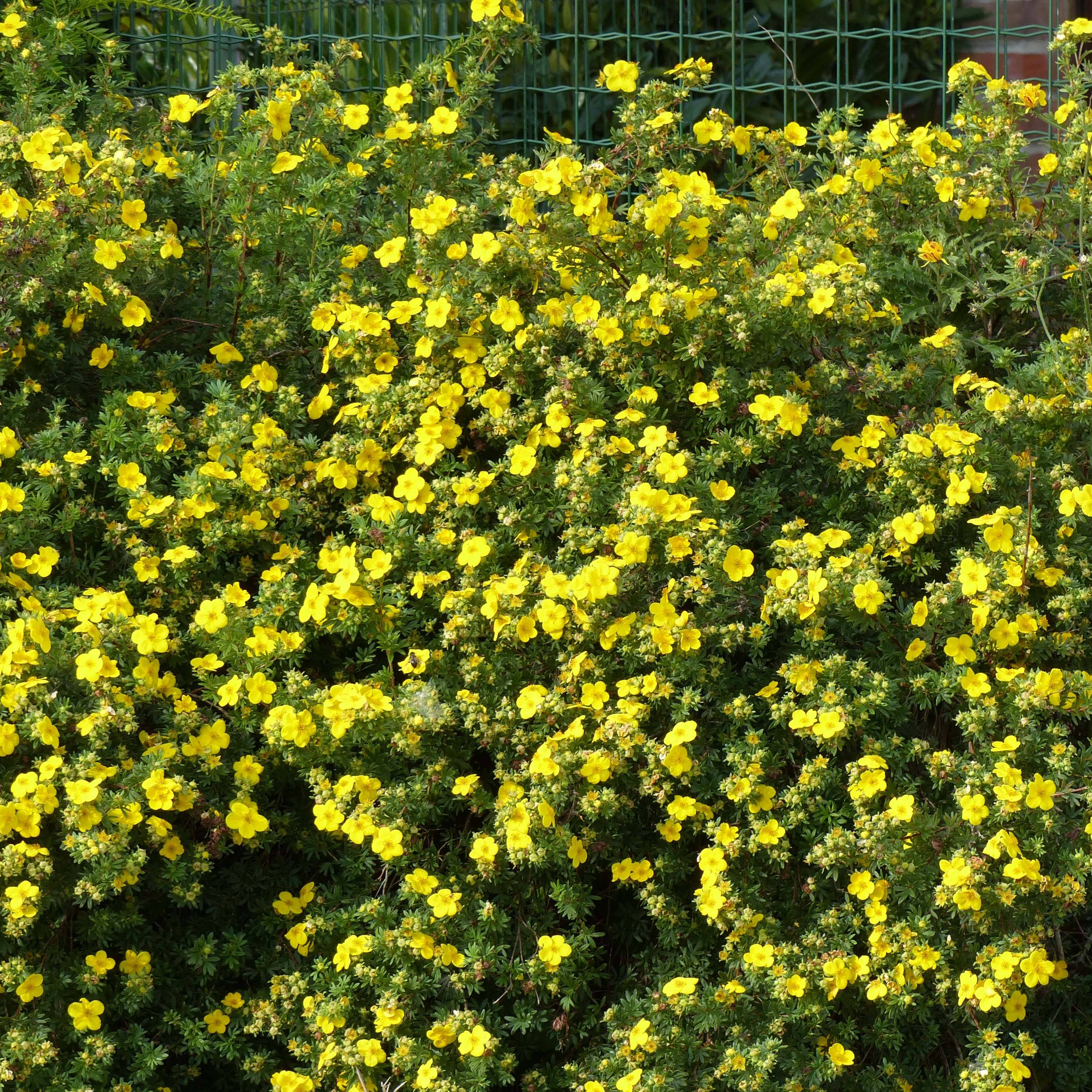 Potentilla fruticosa Goldfinger - Potentille arbustive  Pot de 3L/4L - Image 1