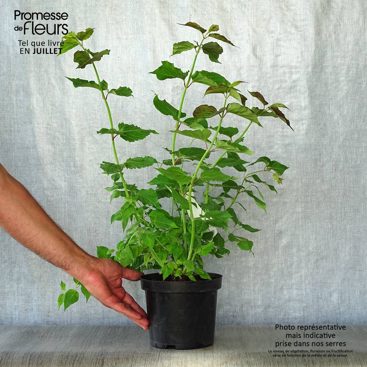 Arbre aux faisans - Leycesteria formosa Pot de 2L/3L - Image 2