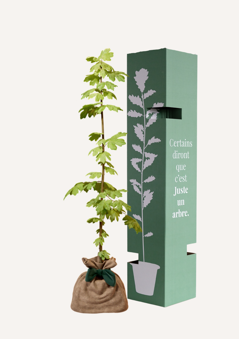 Juste Un Arbre - JUSTE UN ARBRE. – Érable champêtre | Idée cadeau nature pour naissance, mariage, anniversaire – Arbre élégant pour jardins et grands espaces. - Image 2