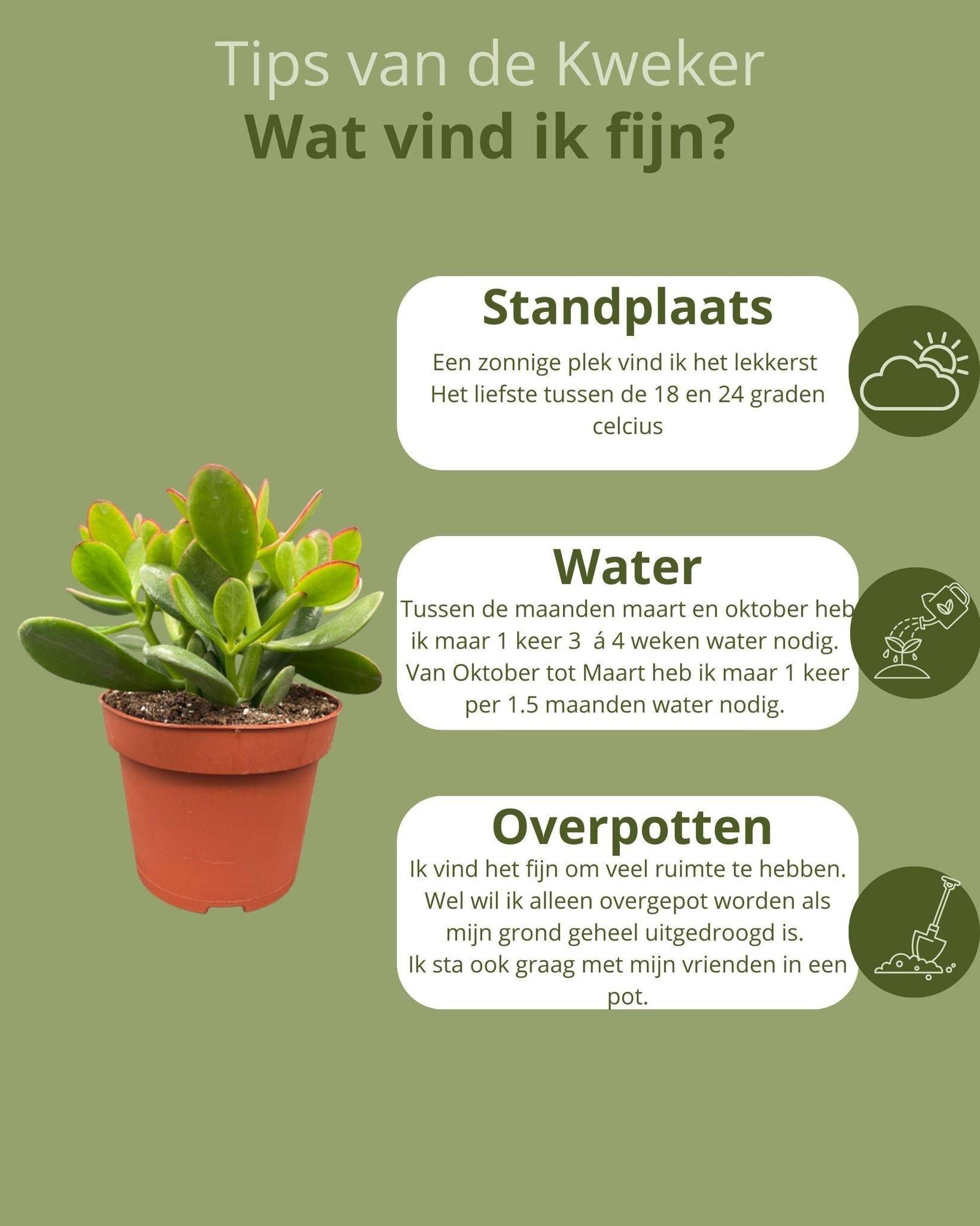 La Green Touch - Crassula Ovata - Lot de 3 Succulentes- La Green Touch - Image 5