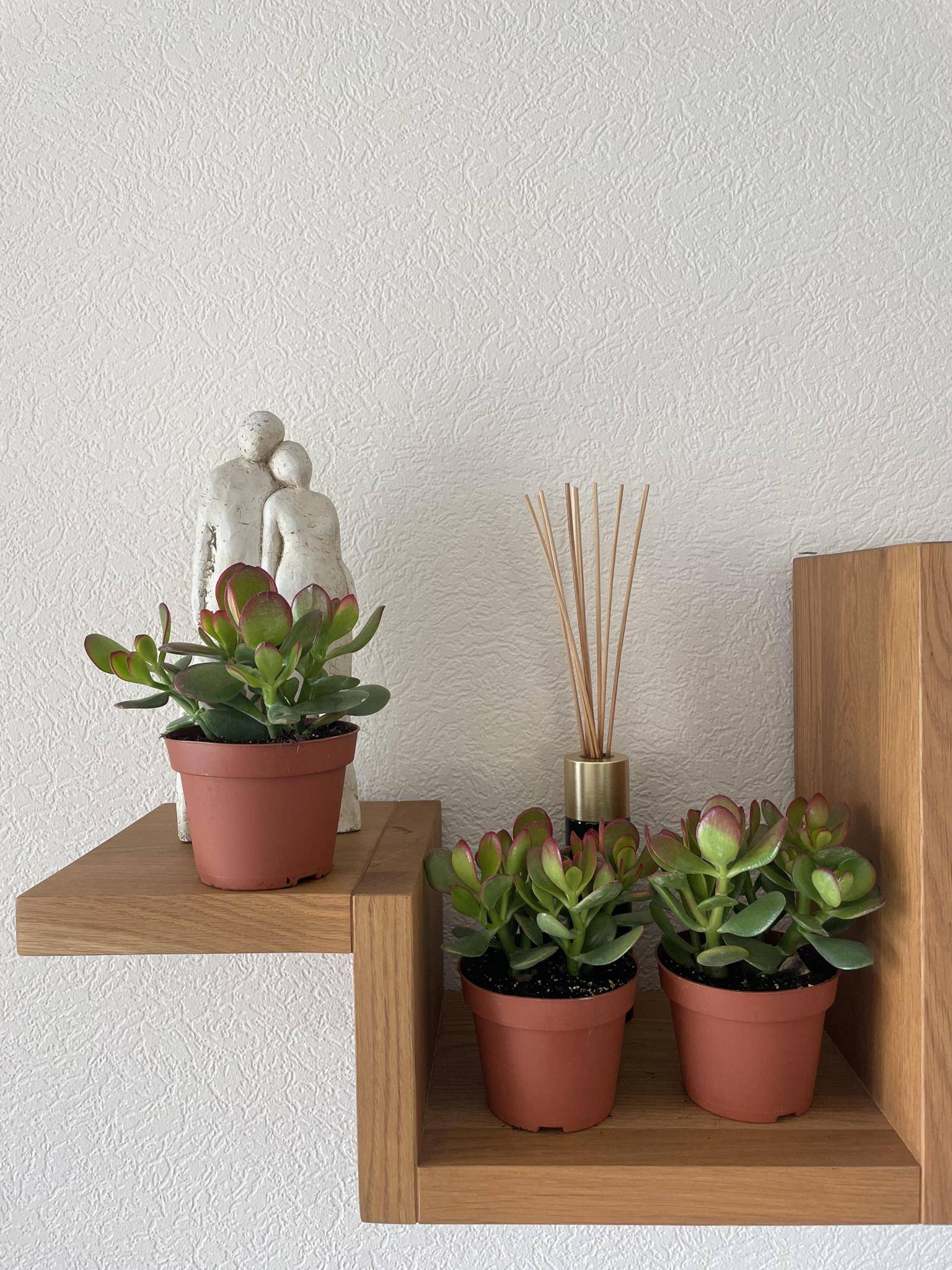 La Green Touch - Crassula Ovata - Lot de 3 Succulentes- La Green Touch - Image 3