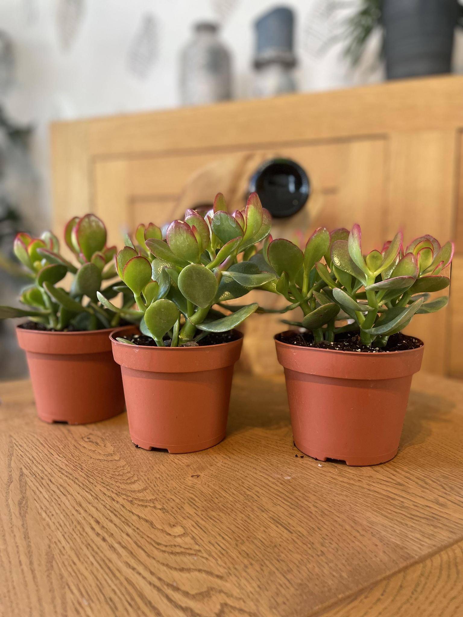 La Green Touch - Crassula Ovata - Lot de 3 Succulentes- La Green Touch - Image 2