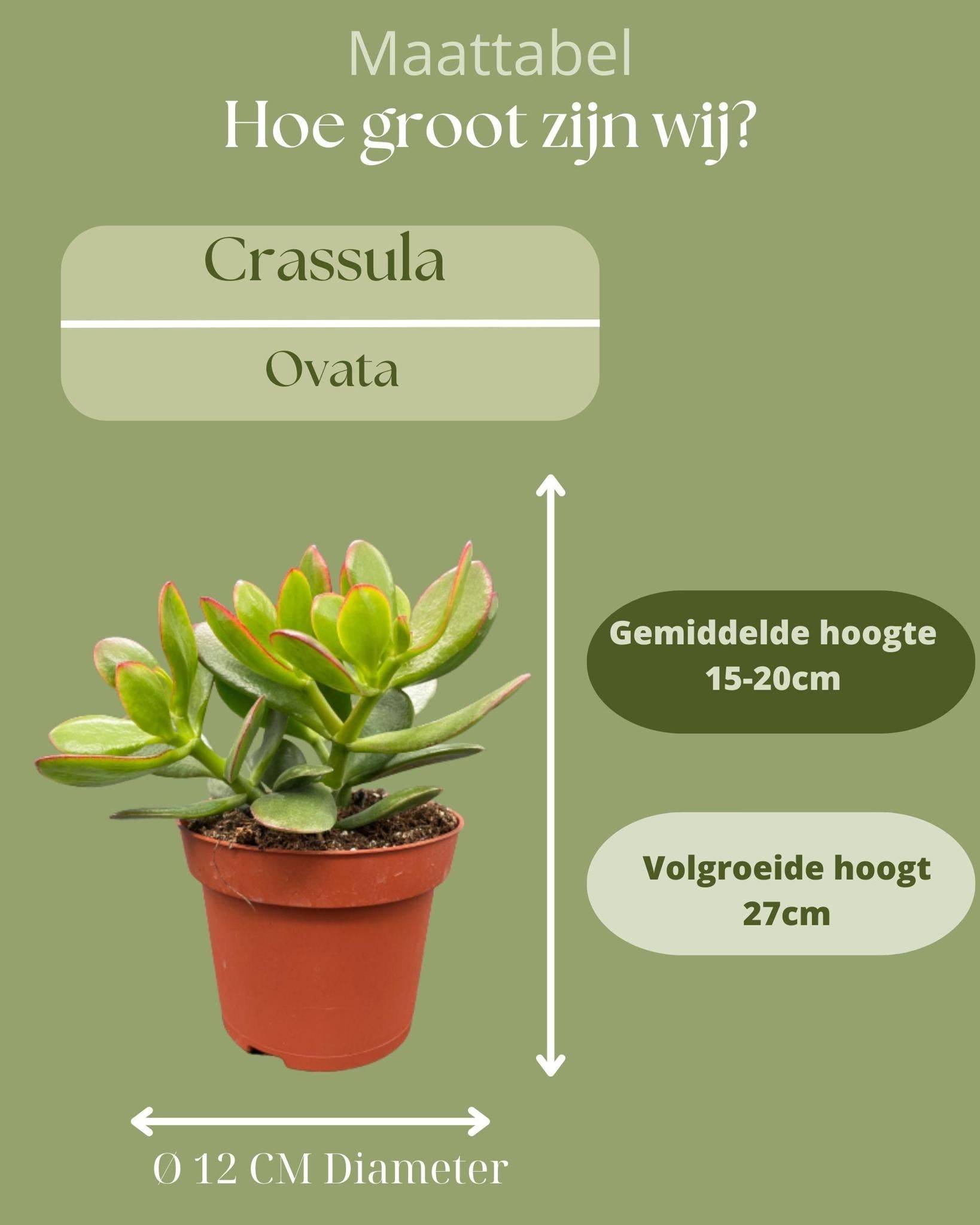 La Green Touch - Crassula Ovata - Lot de 3 Succulentes- La Green Touch - Image 4
