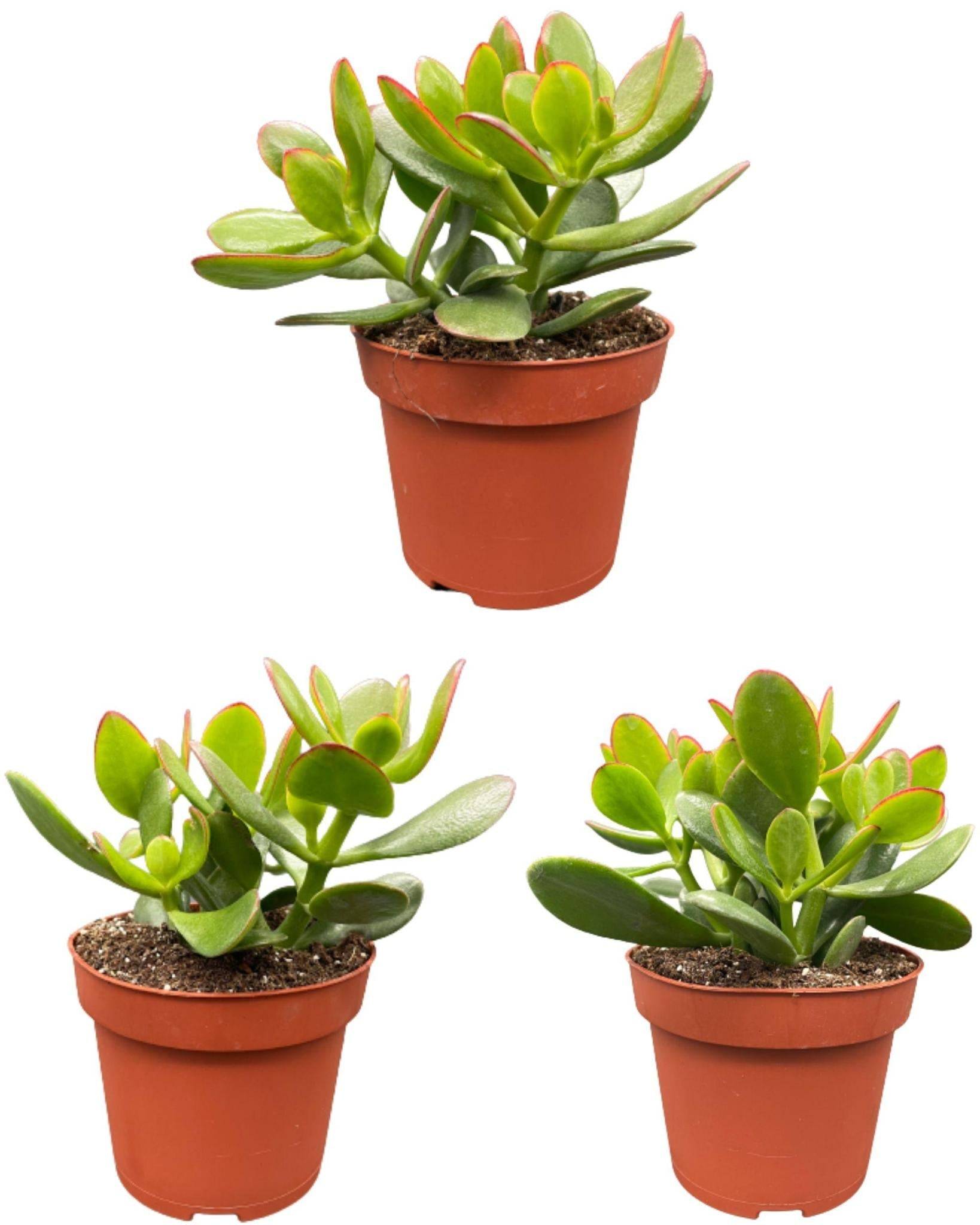 La Green Touch - Crassula Ovata - Lot de 3 Succulentes- La Green Touch - Image 1