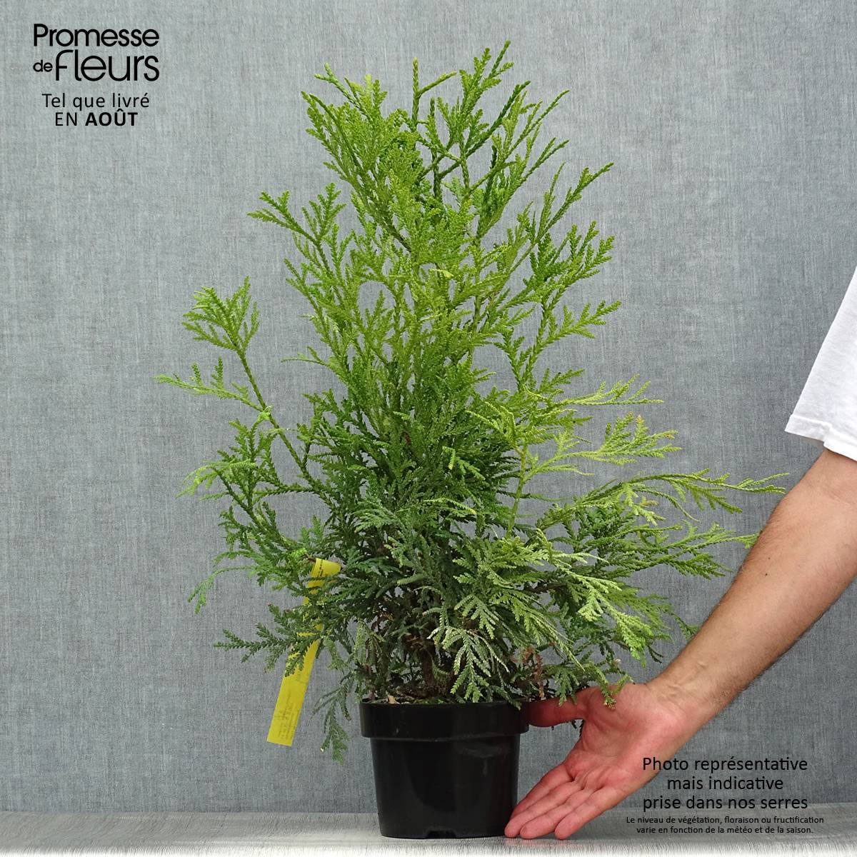 Thujopsis dolabrata Variegata Pot de 2L/3L - Image 2