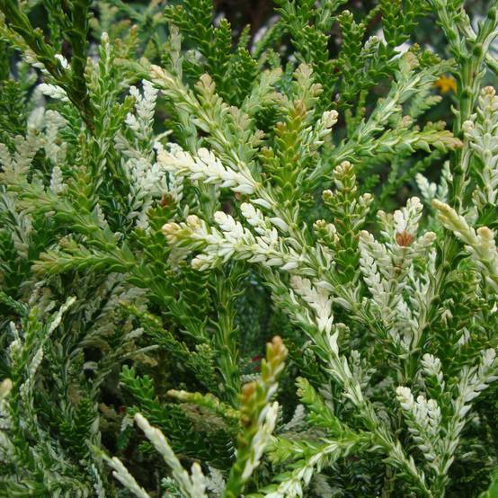 Thujopsis dolabrata Variegata Pot de 2L/3L - Image 1