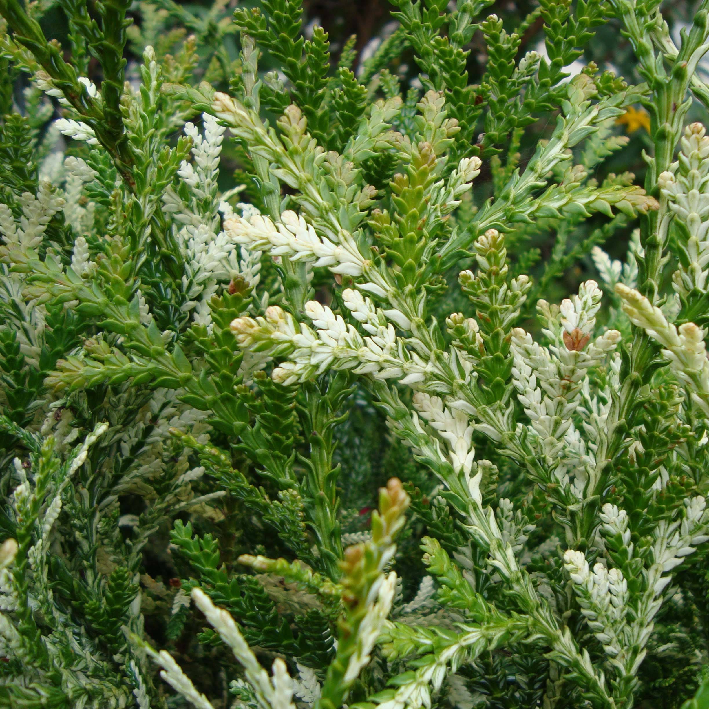 Thujopsis dolabrata Variegata Pot de 2L/3L