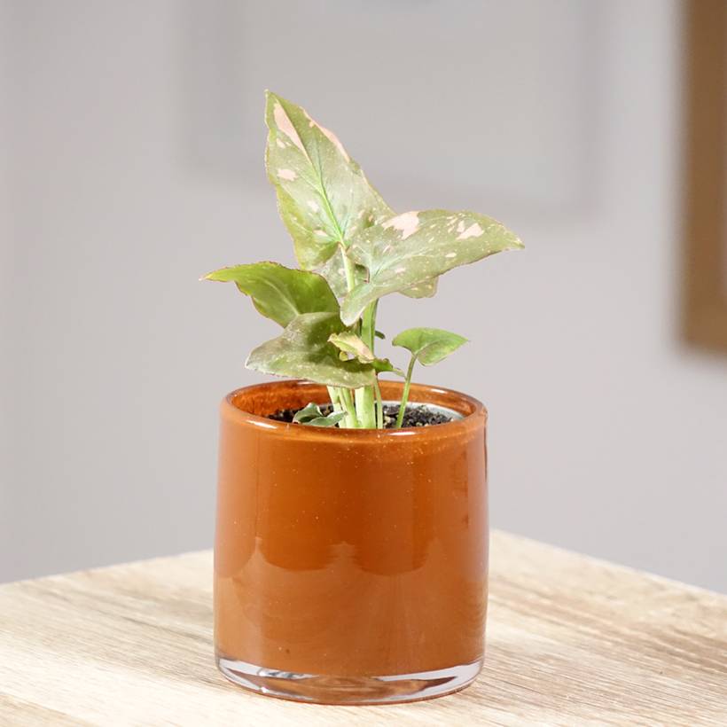 Syngonium Pink Splash Mini-plante