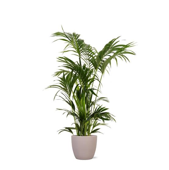 Kentia Palm et son pot- La Green Touch Taupe - Hauteur 160cm