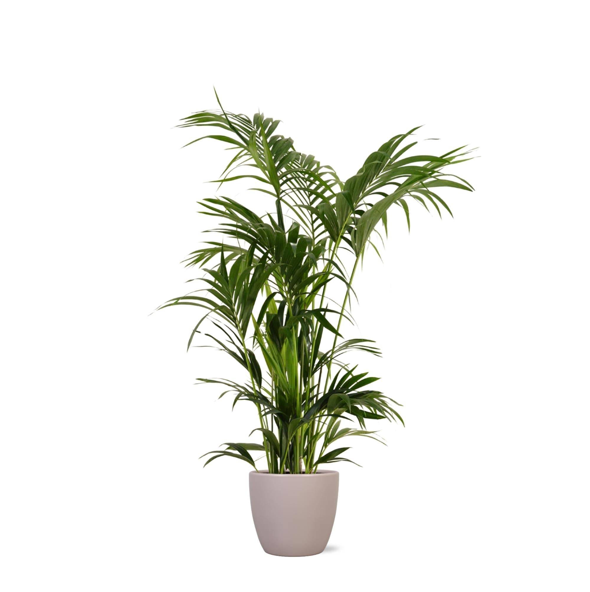 Kentia Palm et son pot- La Green Touch Taupe - Hauteur 160cm