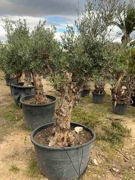 Sans Marque - Olea europaea (Oliviers) gros sujets Couleur floraison:Blanc - Taille:Périmètre de tronc 60/80cm - 170/220cm - Image 7