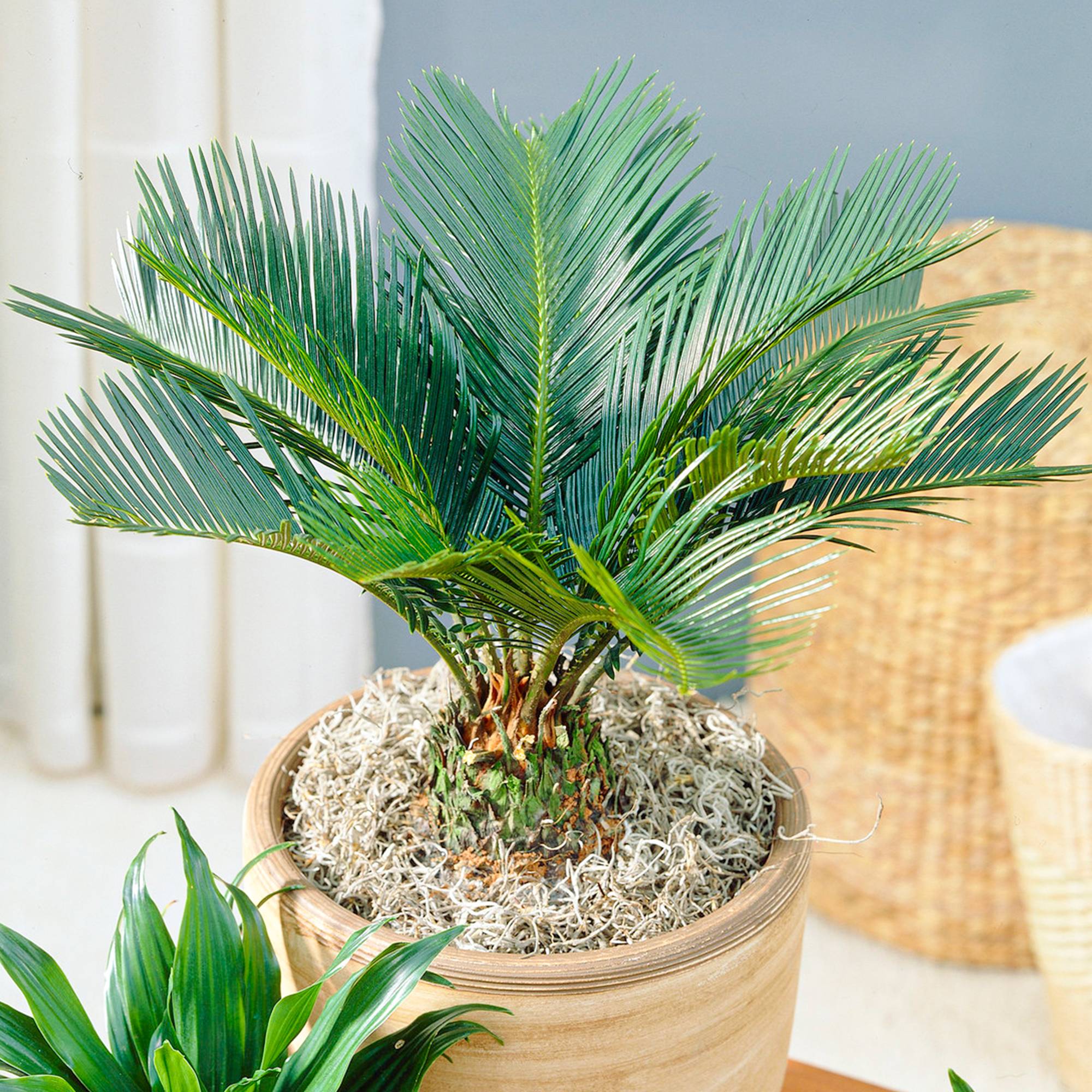 Gardenersdream - Cycas Revoluta – Sagoutier | Plante D'Intérieur Vivace De 30 À 40 Cm - GardenersDream - Image 1