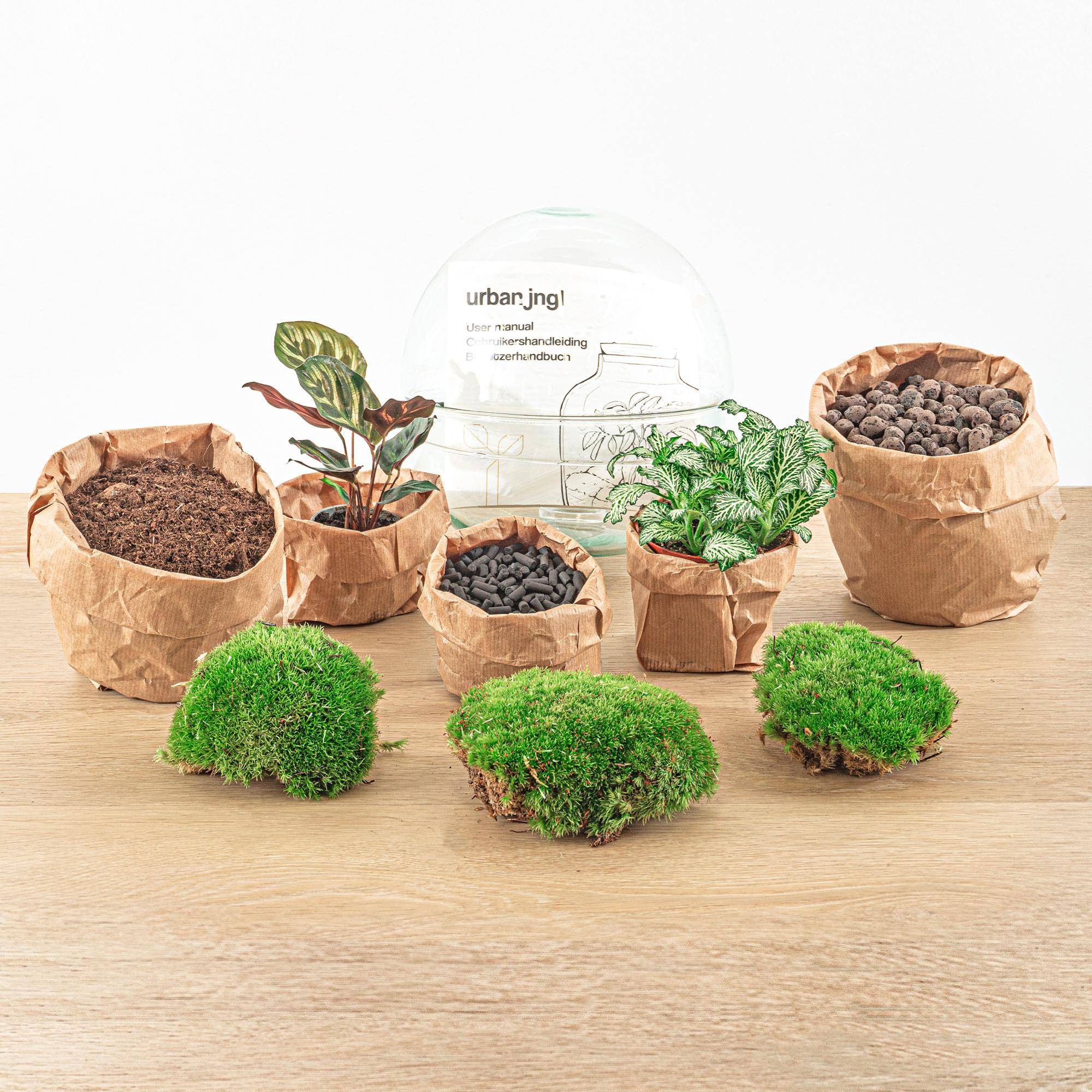 Kit Terrarium Diy - D20 H20cm - Image 5