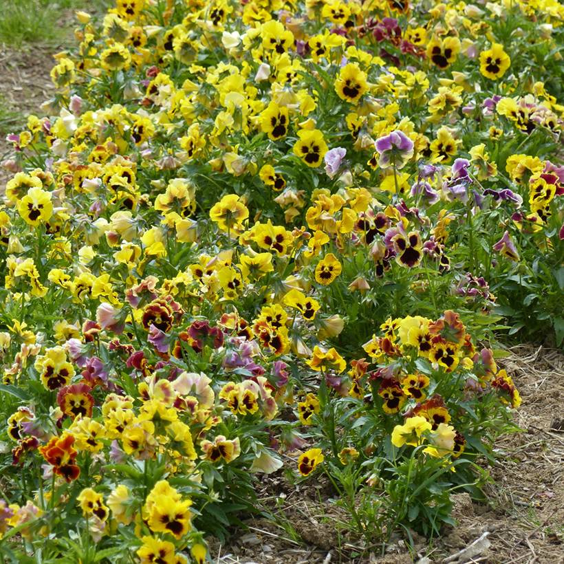 Graines de Pensée à fleurs ondulées Frou Frou BIO - Viola x wittrockiana le sachet de 200 graines environ (0,3g)
