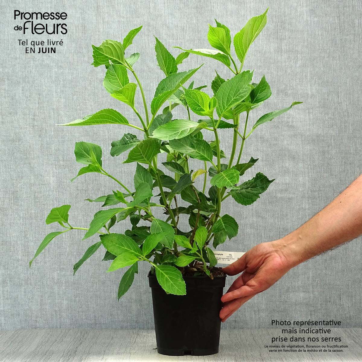 Hortensia - Hydrangea macrophylla Yamato Pot de 2L/3L - Image 2
