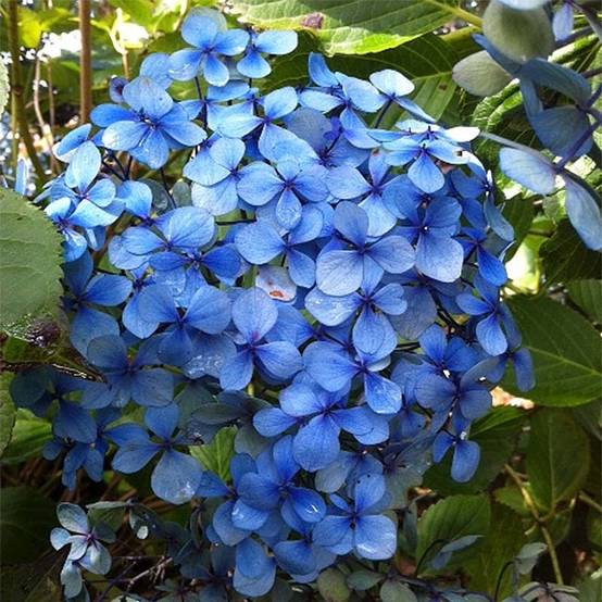 Hortensia - Hydrangea macrophylla Yamato Pot de 2L/3L - Image 1