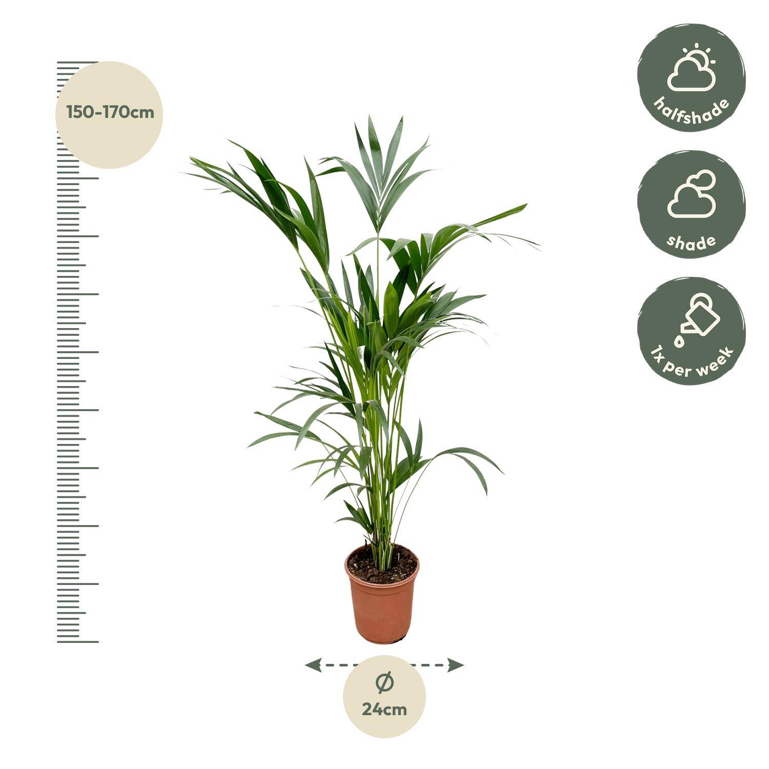 Palmier Kentia - Plantes d'intérieur - Image 2
