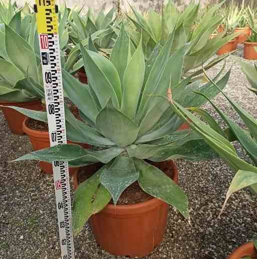 0 - Agave attenuata Pot de 130L 125/150cm - Image 3