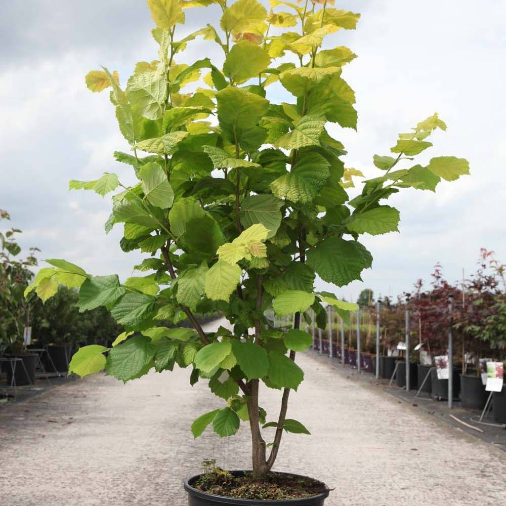 Promesse de Fleurs - Corylus avellana Aurea - Noisetier doré. Pot de 18L/20L