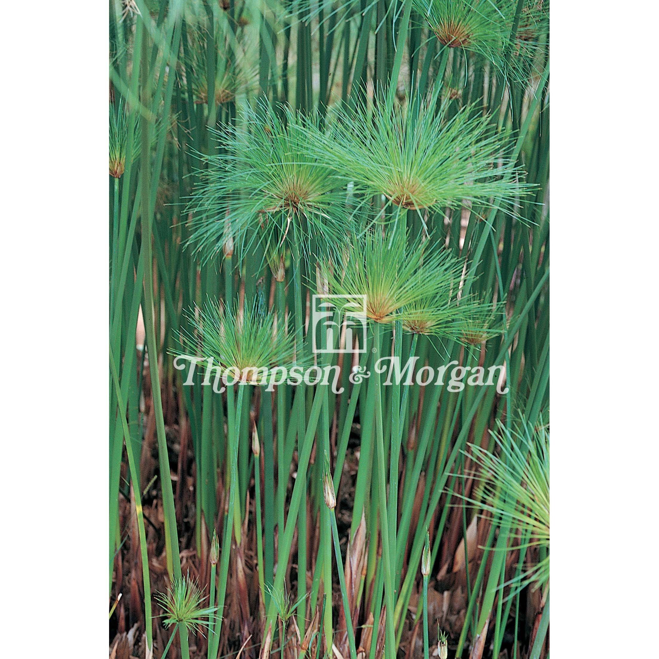 Promesse de Fleurs - Graines de Papyrus du Nil - Cyperus papyrus le sachet de 20 graines environ