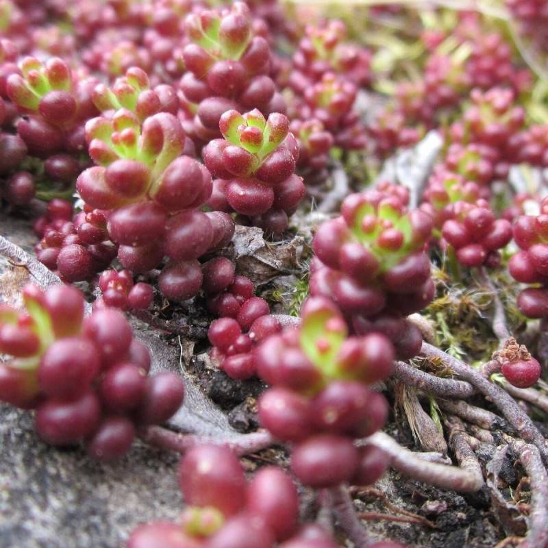Orpin blanc Murale, Sedum à fleurs Blanche - feuillage Persistant - Godet - 5/20 cm-  hauteur à maturité Moins de 0,15 m - Image 1