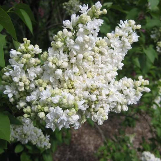 Lilas - Syringa vulgaris Madame Lemoine Pot de 3L/4L - Image 1