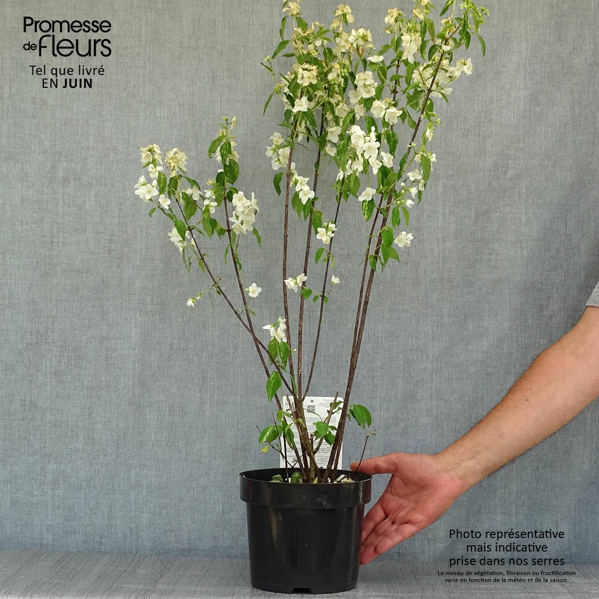 Seringat des Jardins - Philadelphus Innocence Pot de 3L/4L - Image 2