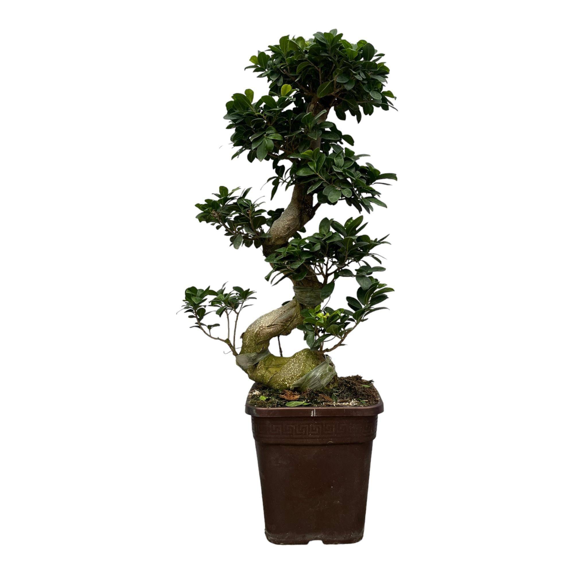 La Green Touch - Ficus Microcarpa Ginseng - D27 H80cm