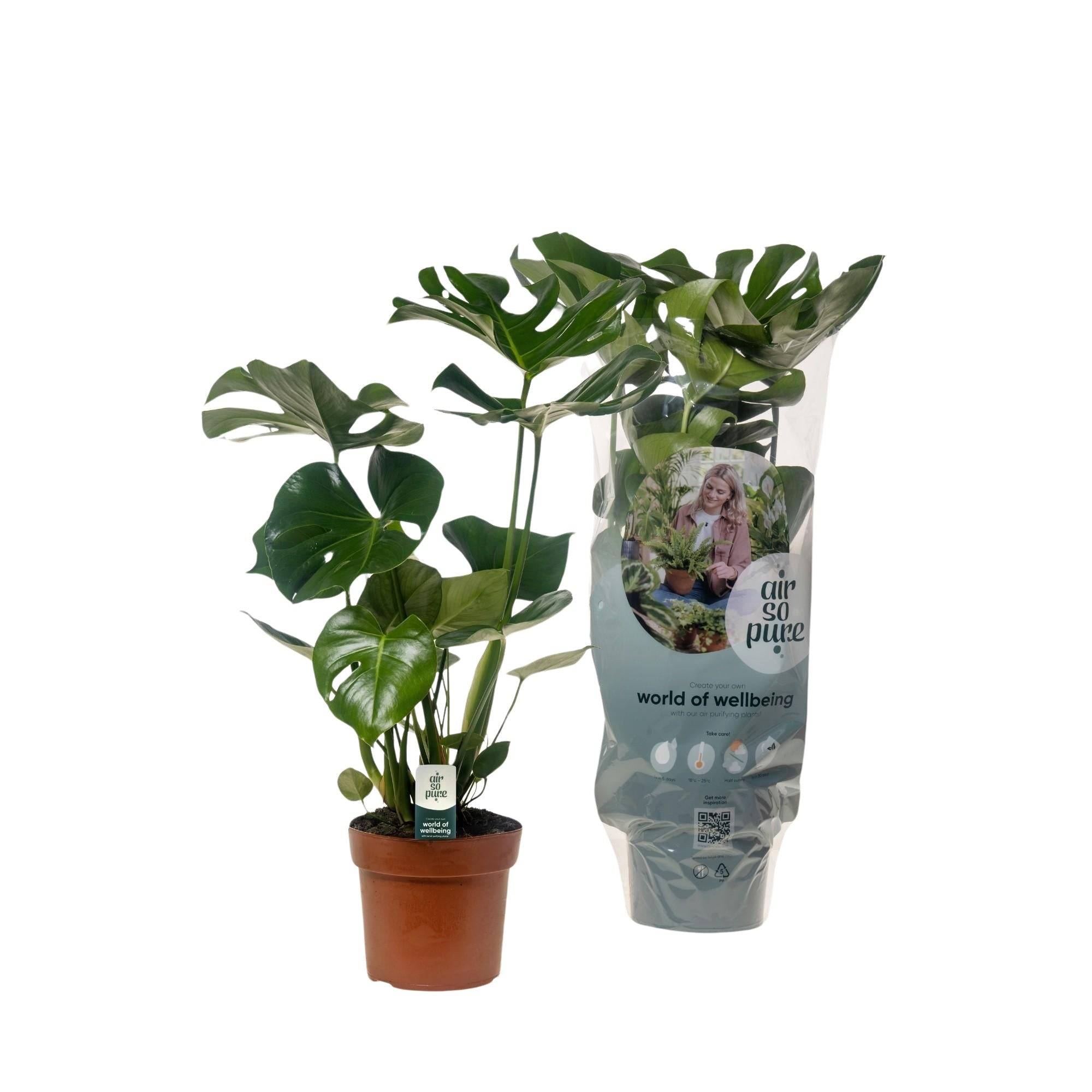 Monstera Deliciosa 55cm - Plante d'intérieur- La Green Touch - Image 3