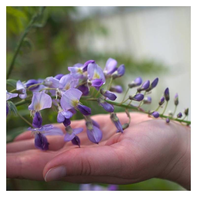 Glycine du Japon Premature à fleurs Bleue - feuillage Caduc - Godet - 5/20 cm- hauteur à maturité De 5,00 m à 10,00 m - Image 3