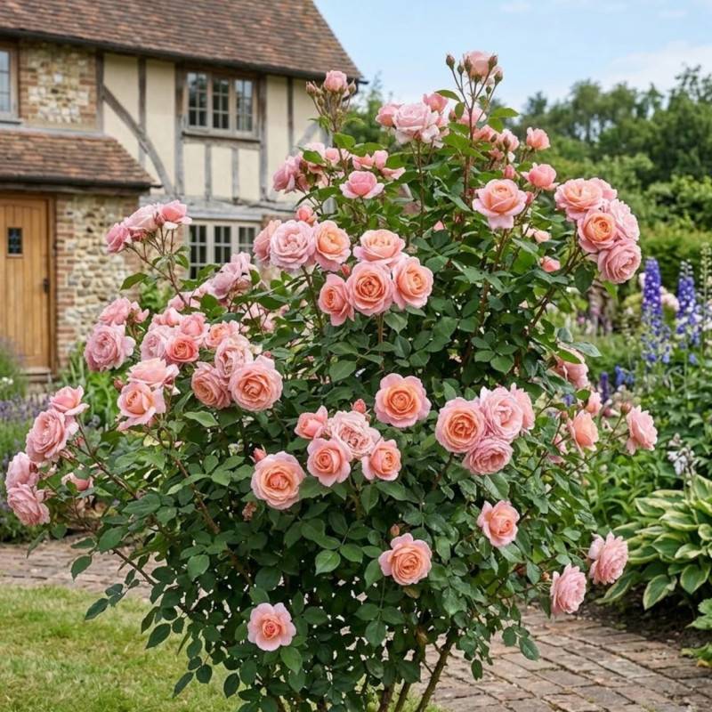 Rosier à grandes fleurs Belle du Seigneur® 'DELocabri' à fleurs Orange/Rose - feuillage Caduc - Pot de 5L - Touffe - Image 3