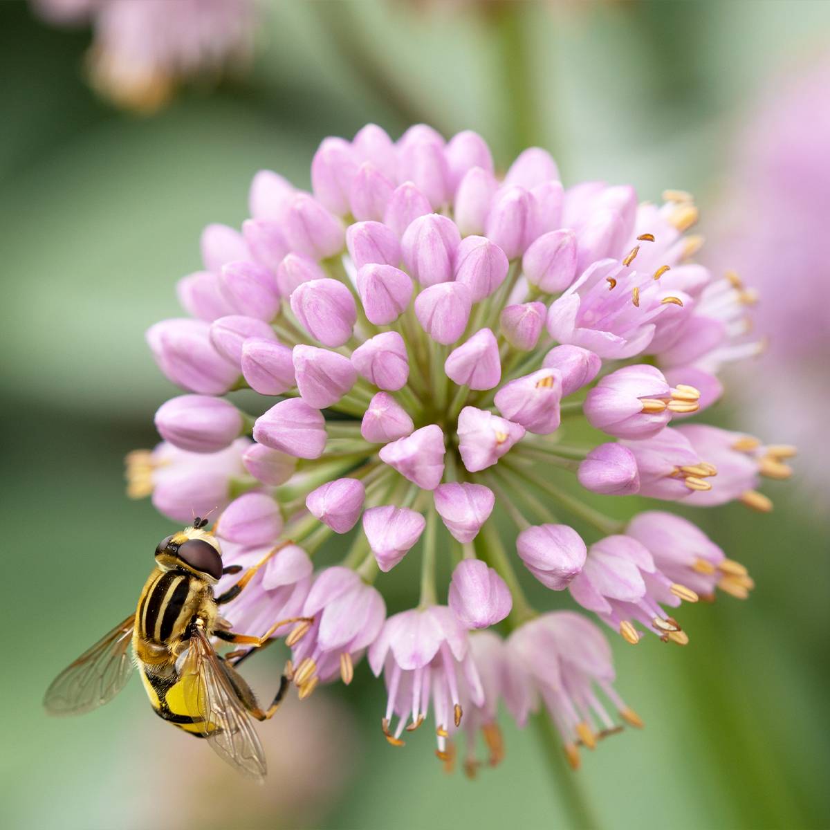 Ail d'ornement - Allium senescens Lisa Green Pot de 2L/3L
